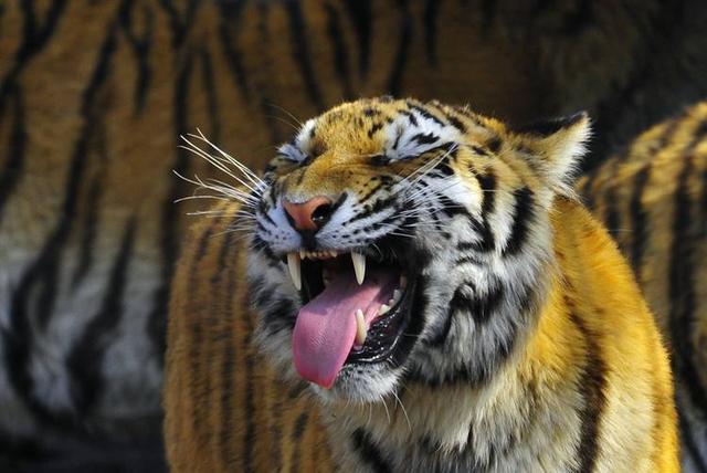 包含以一场大胜为2025画上句号，坐山观虎斗了的词条